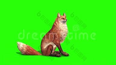 狐狸闲置侧绿色屏幕三维渲染动画动物